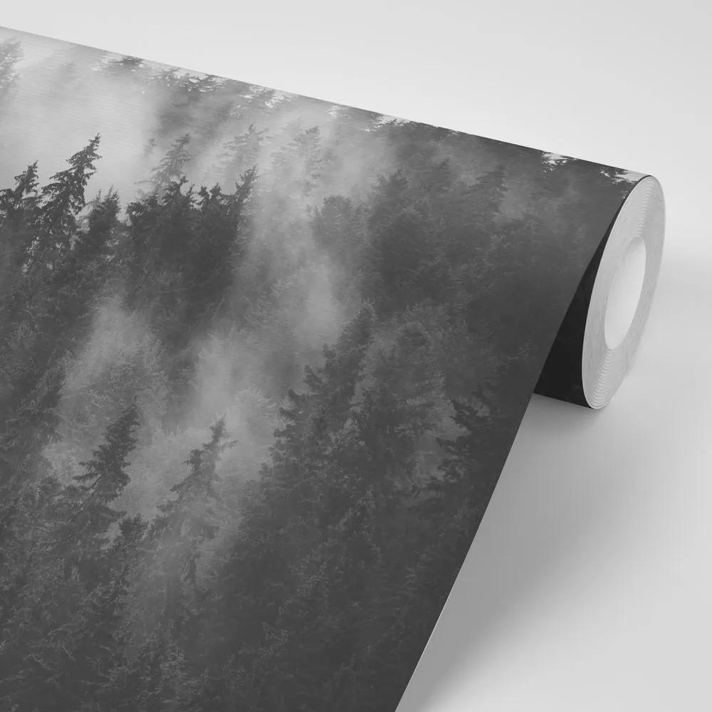 Samolepiaca fototapeta les v čiernobielej hmle - 225x270