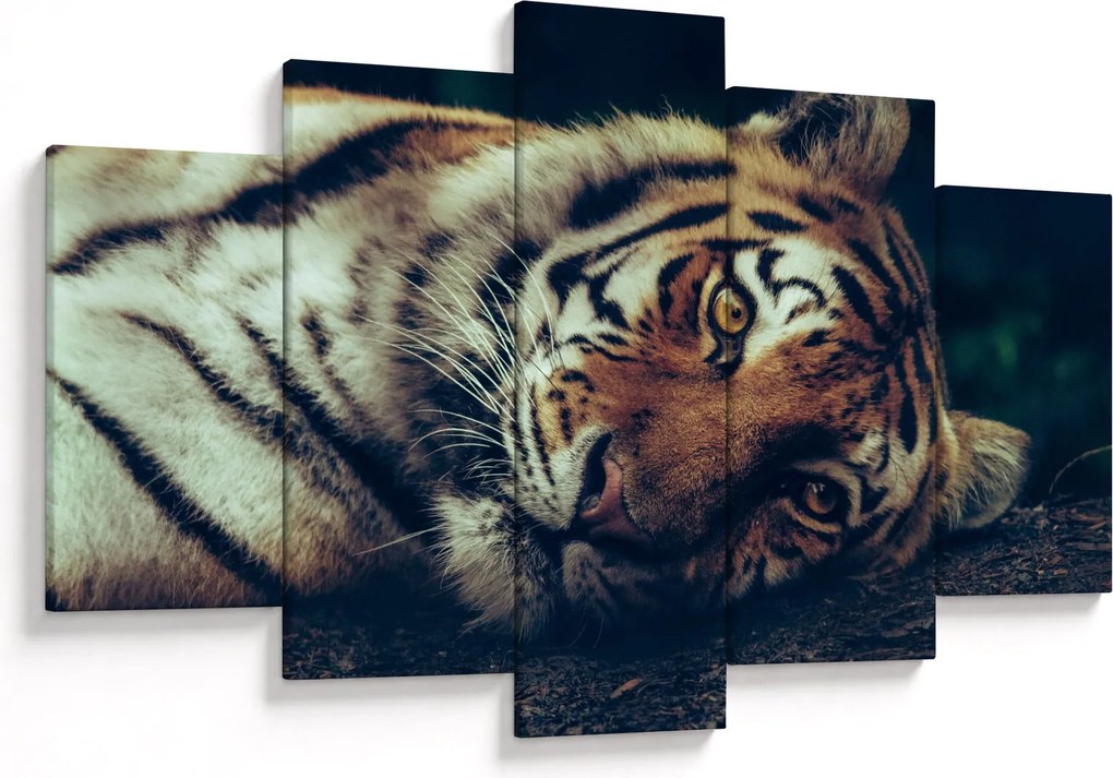 Obraz - Tiger Sibírsky (150x105 cm)