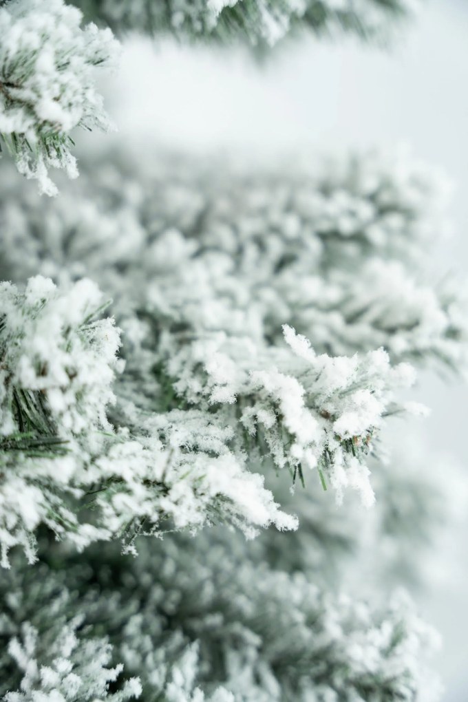 Limpol Vianočný stromček Jedľa Karolína – zasnežená Výška stromčeka: 120 cm