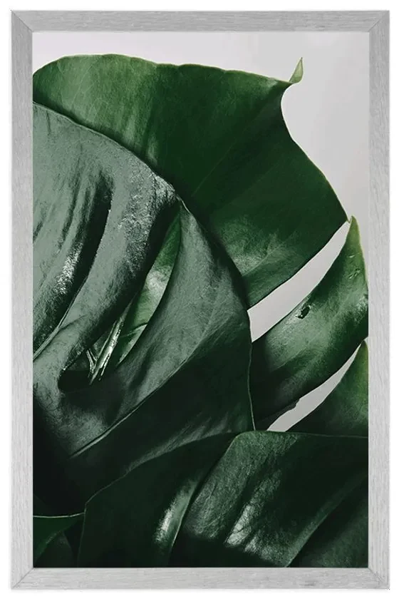 Plagát listy monstery - 60x90 black