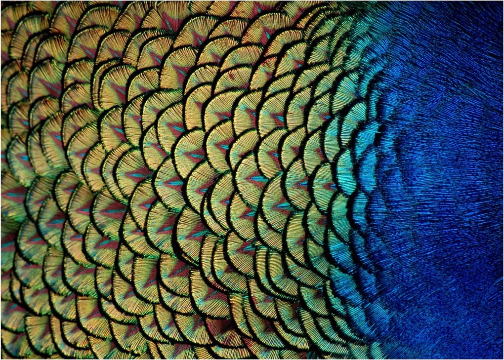 Obraz - Pávie perie (70x50 cm)