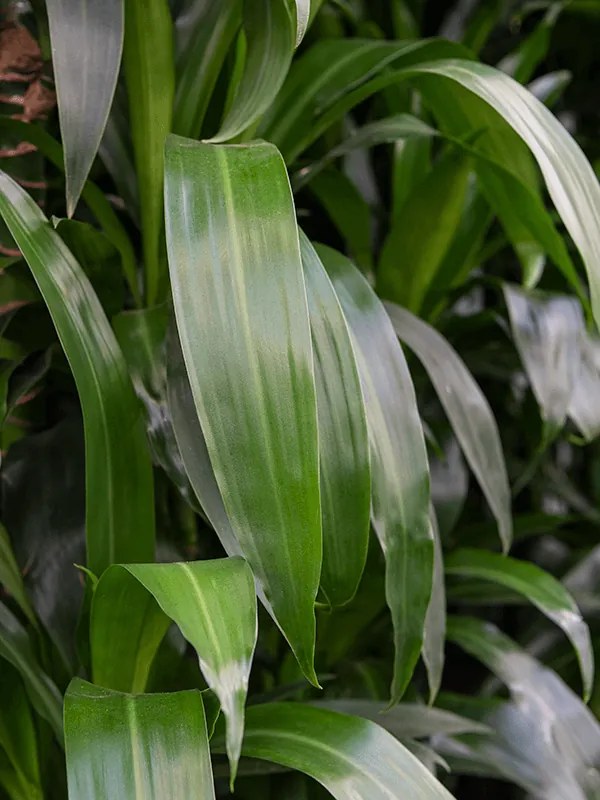 Dracaena janet lind 27x110 cm