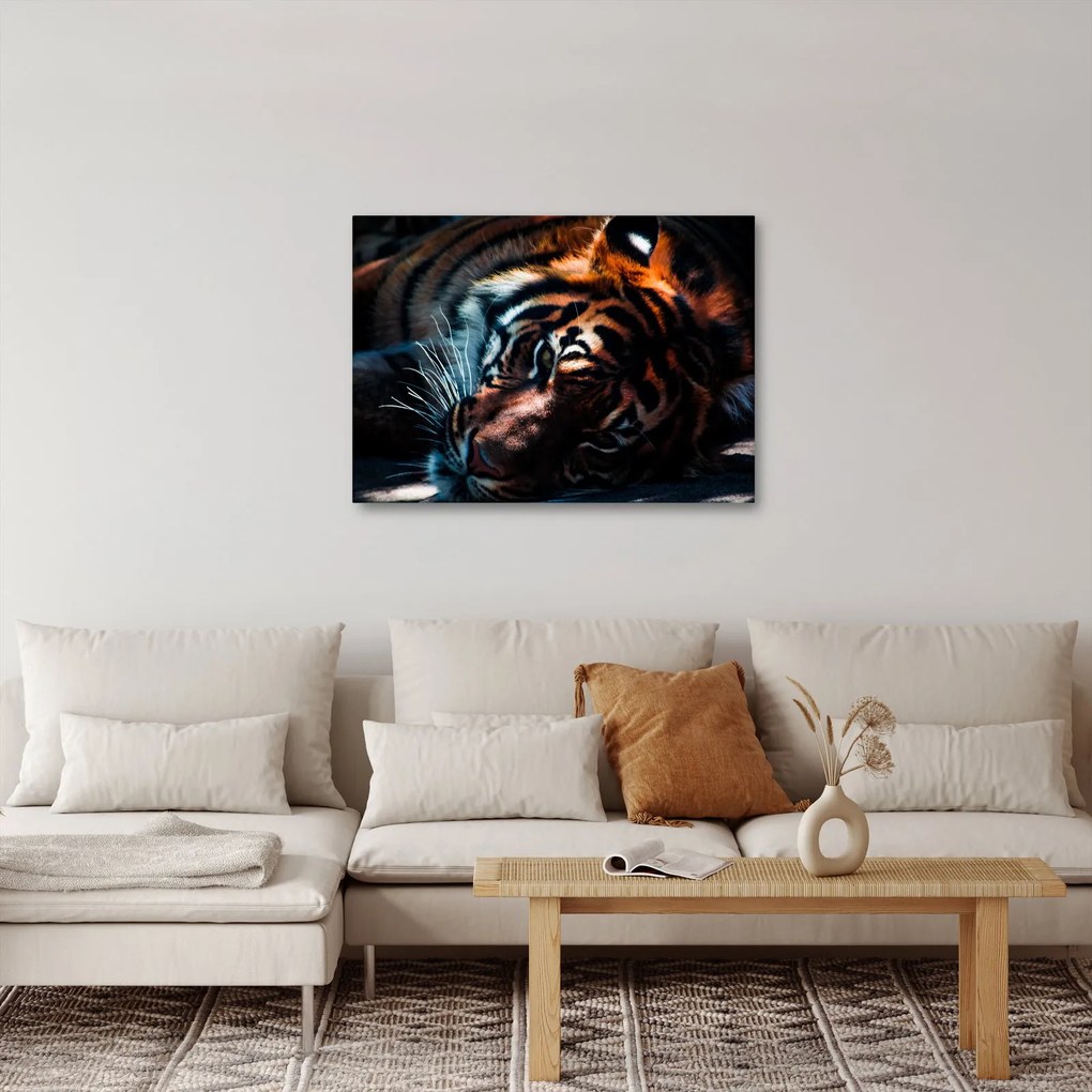 Obraz ležiaceho tigra (70x50 cm)