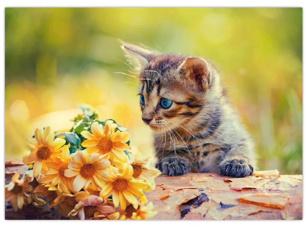 Obraz mačiatka pozerajúce sa na kvetinu (70x50 cm)