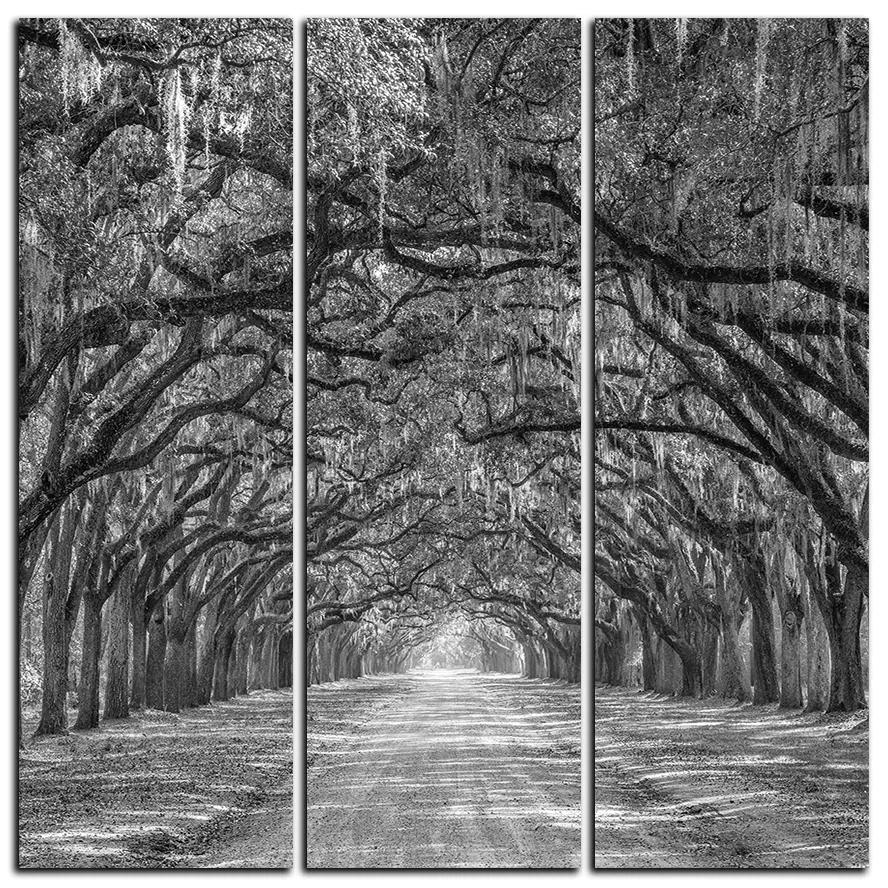 Obraz na plátne - Historické dubové stromy lemované poľnou cestou - štvorec 3239QB (105x105 cm)