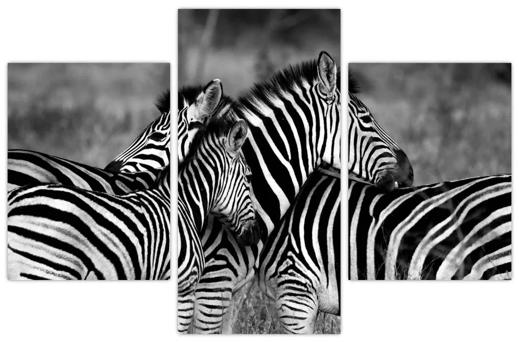 Obraz - zebry