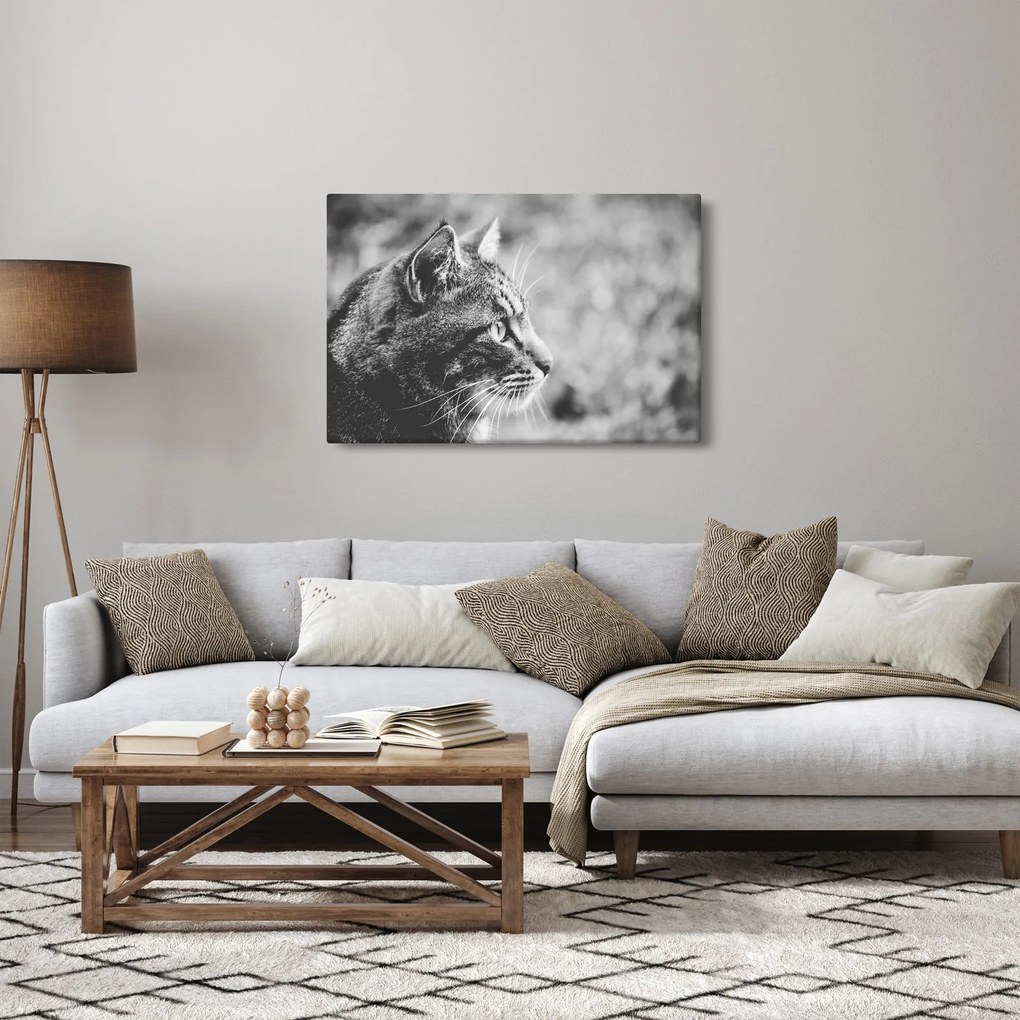 Obraz - Mačka (90x60 cm)