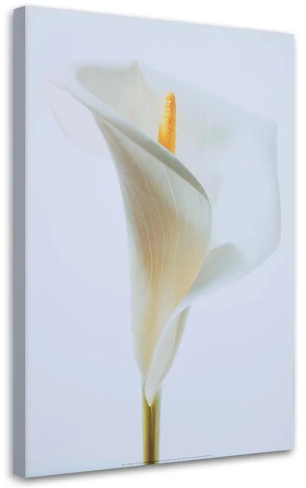 Gario Obraz na plátne Biela kália Rozmery: 40 x 60 cm