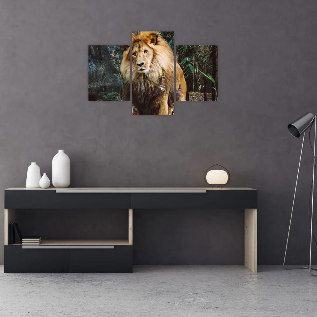 Obraz leva v prírode (90x60 cm)