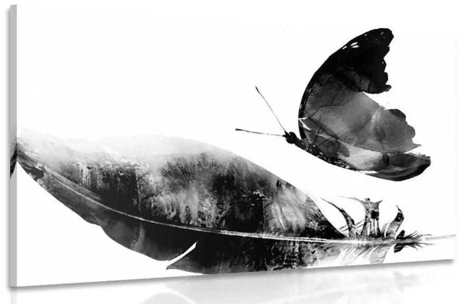 Obraz pierko s motýľom v čiernobielom prevedení Varianta: 60x40