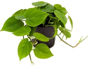 Philodendron scandens hanger 13/12 výška 25 cm