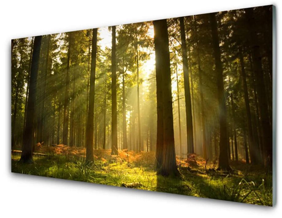 Obraz na akrylátovom skle Les príroda 140x70 cm