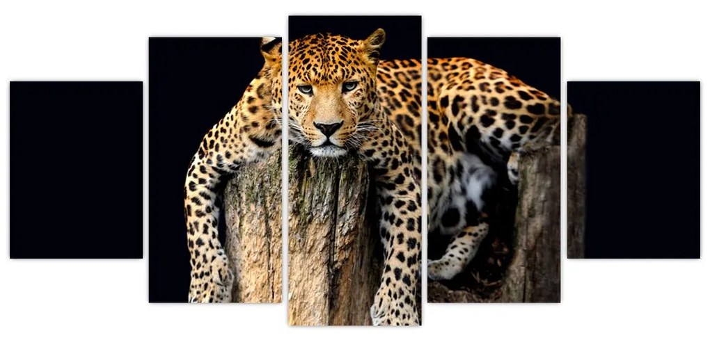 Leopard, obraz