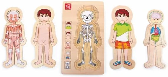 Drevená hračka Legler Anatomy Boy