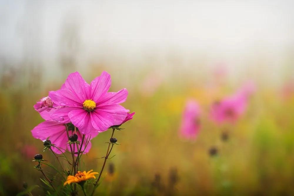 Fototapeta rozkvitnutý ružový kvet - 300x200
