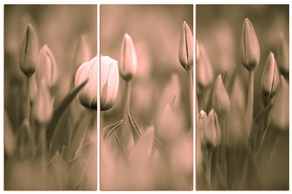 Obraz na plátne - Tulipán kvitnúci 101FB (120x80 cm)