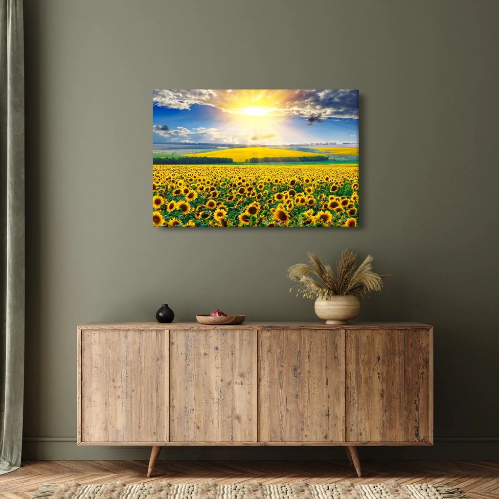 Obraz - Pole slnečníc (90x60 cm)