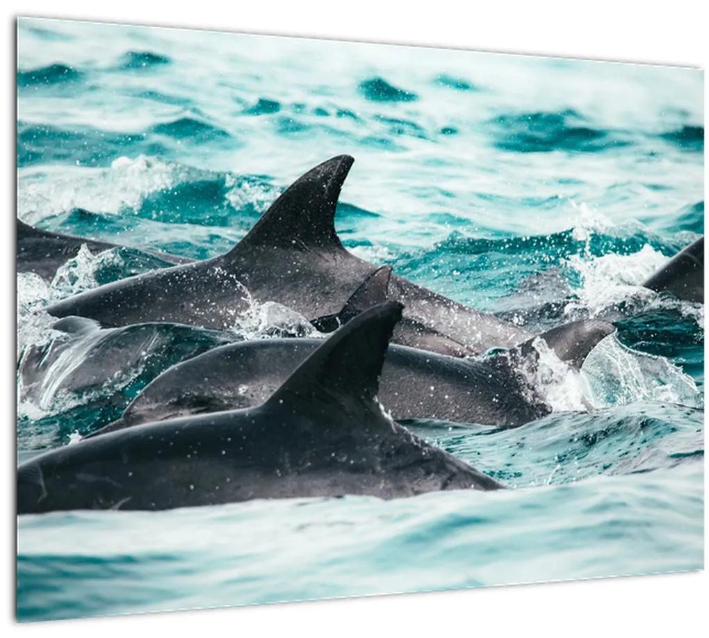 Sklenený obraz - Delfíny v oceáne (70x50 cm)