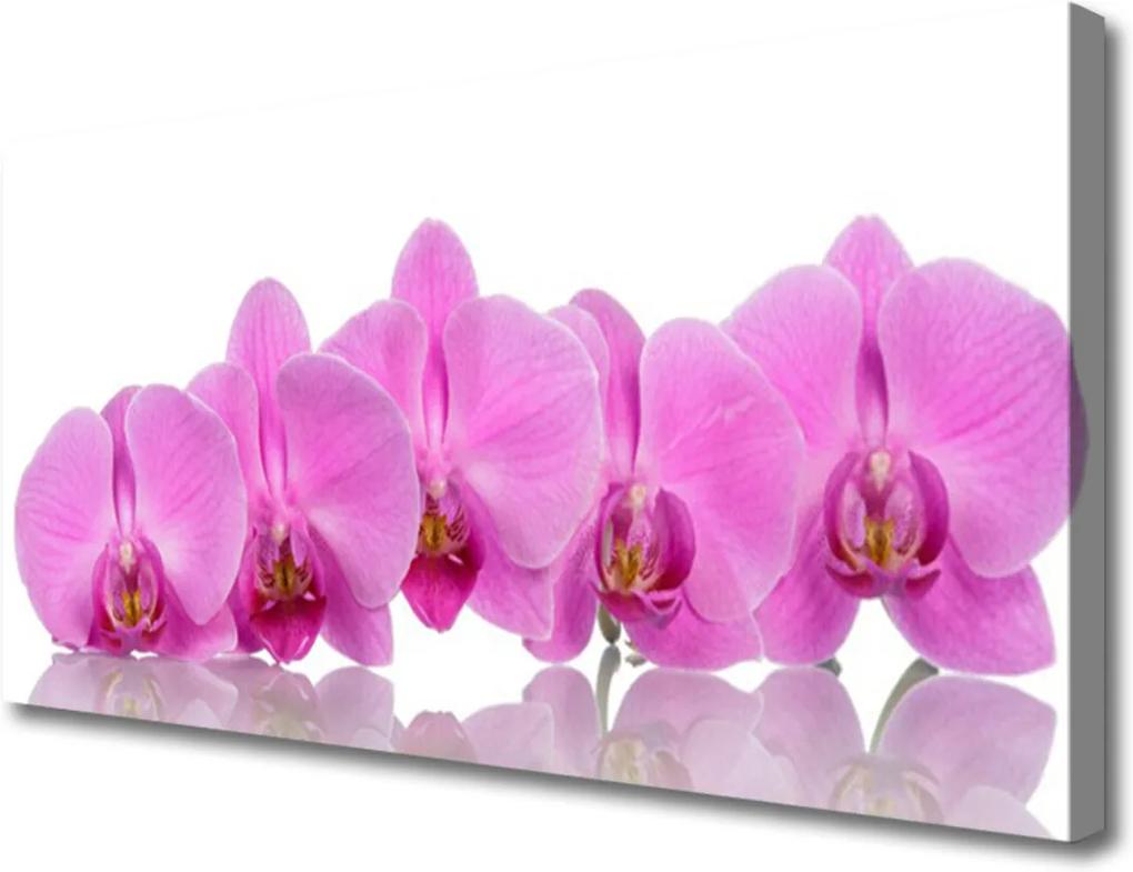 Obraz Canvas Růžová orchidej květiny