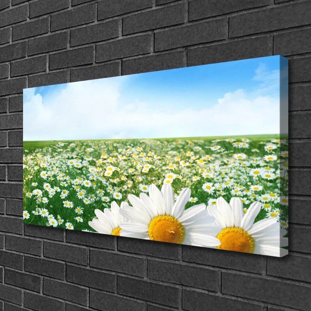Obraz Canvas Sedmokrásky kvety lúka pole 125x50 cm