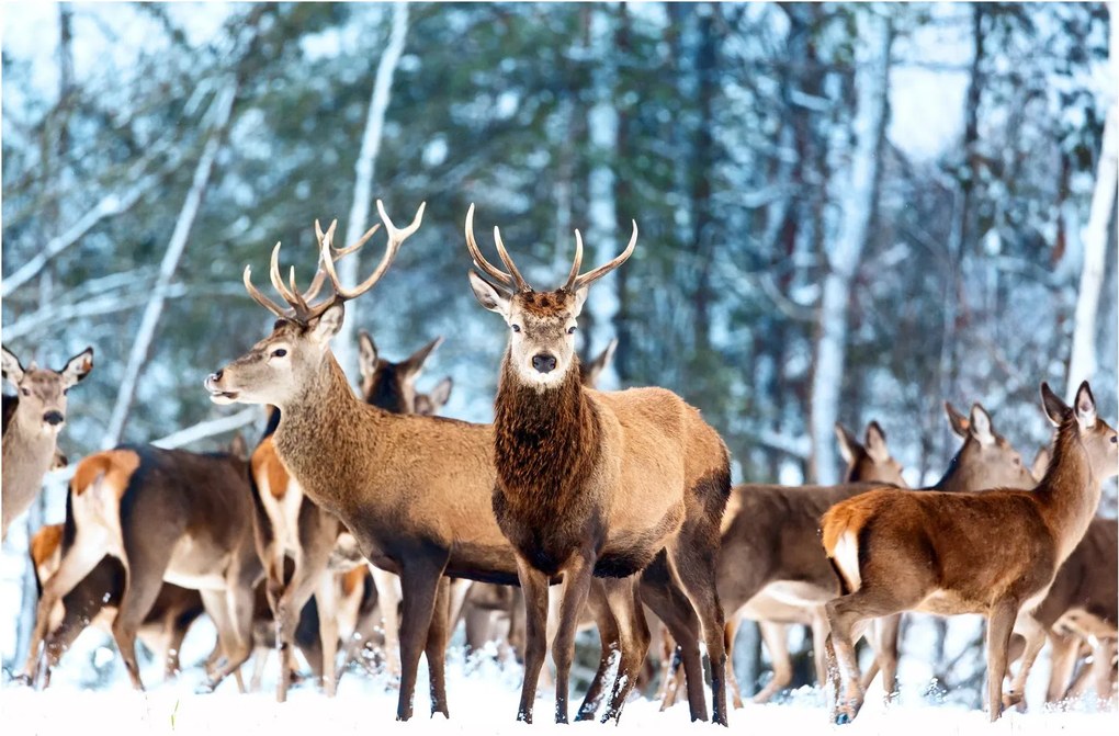Obraz - Stádo jeleňov (90x60 cm)