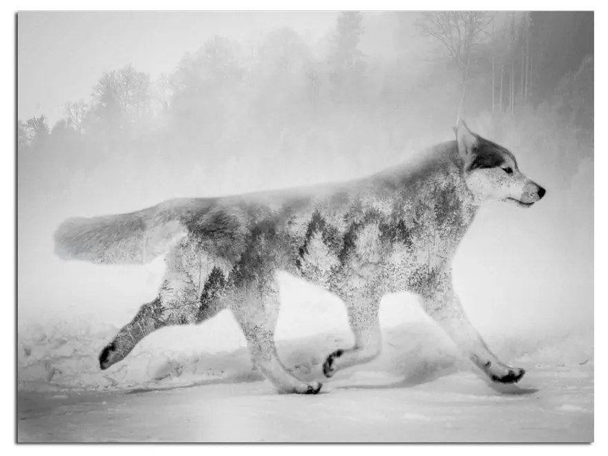Obraz Styler Canvas Nordic Wolf, 75 × 100 cm