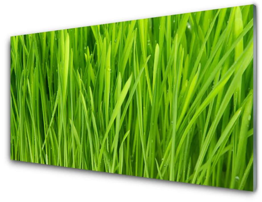 Obraz na skle Tráva rastlina príroda 100x50cm