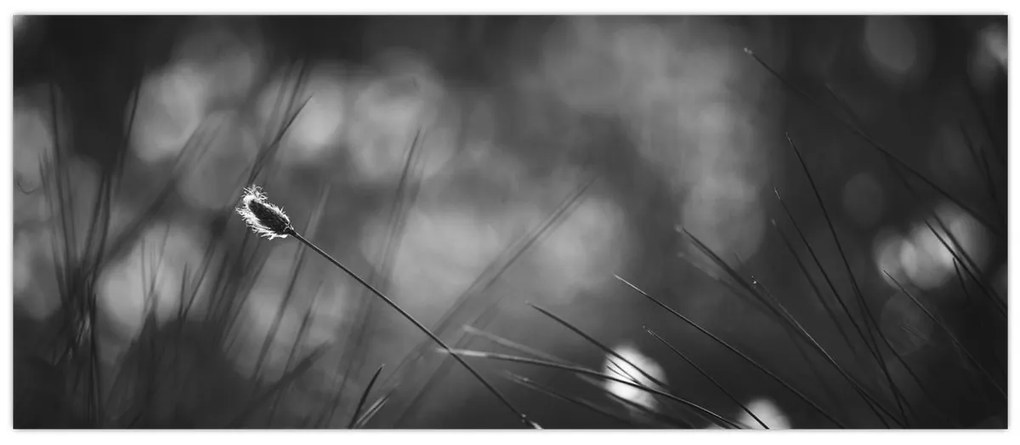 Obraz - Lúčna tráva (120x50 cm)