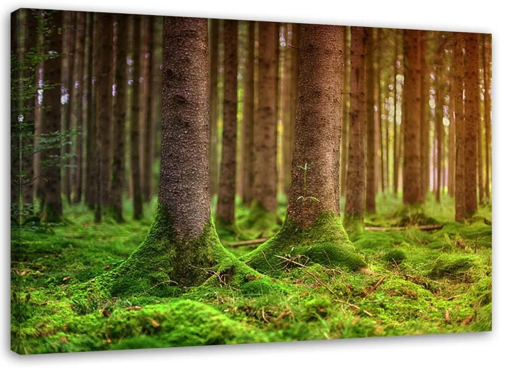 Obraz na plátně Stromy Příroda Krajina - 60x40 cm