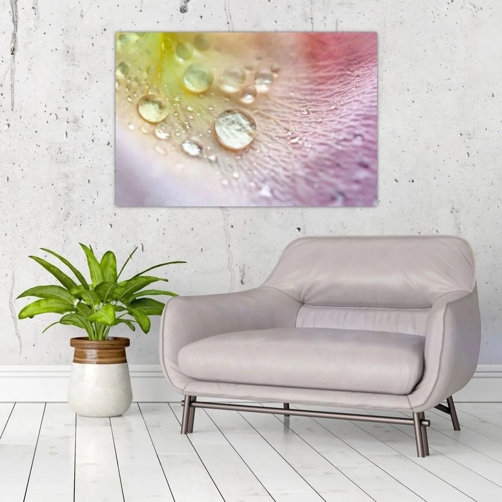 Obraz - Kvapky rosy (90x60 cm)