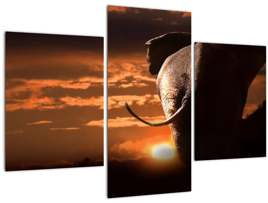 Obraz slona (90x60 cm)