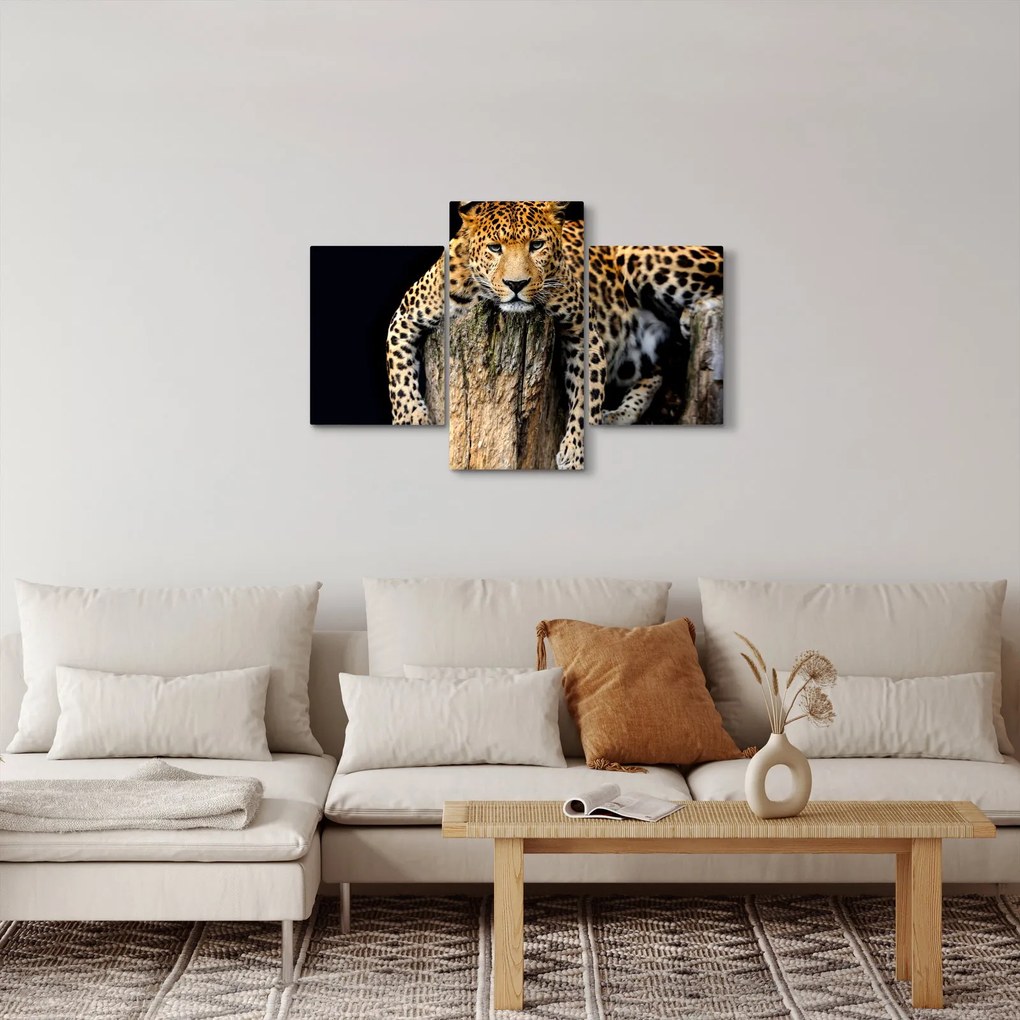 Obraz - Gepard (90x60 cm)