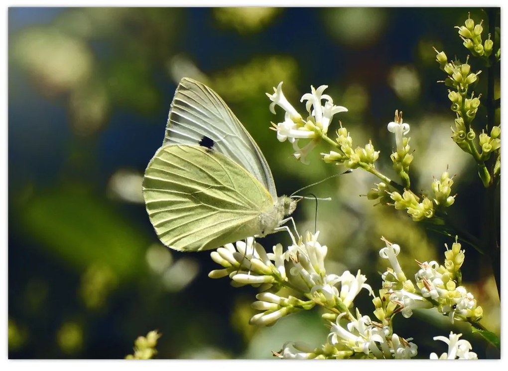 Sklenený obraz motýľa (70x50 cm)