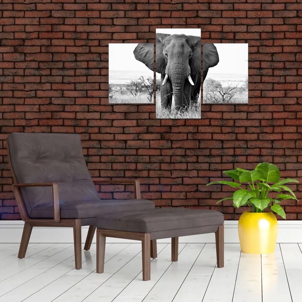 Obraz - Slon africký II. (90x60 cm)