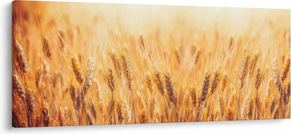 Obraz - pole s obilím (120x50 cm)
