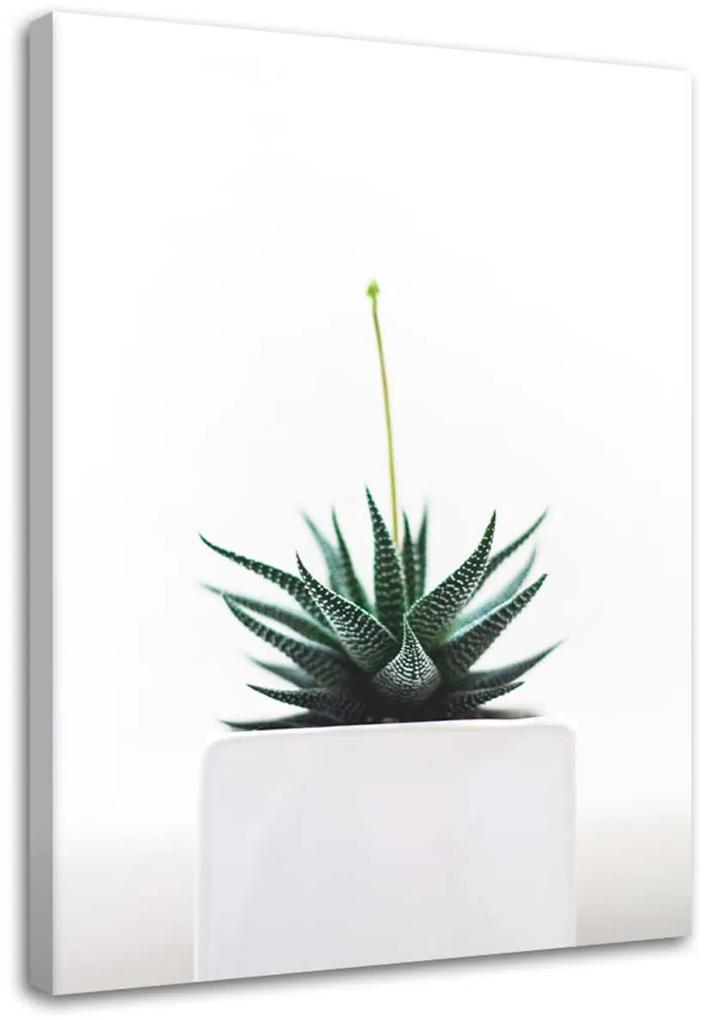 Obraz na plátně Zátiší Rostliny Příroda - 70x100 cm