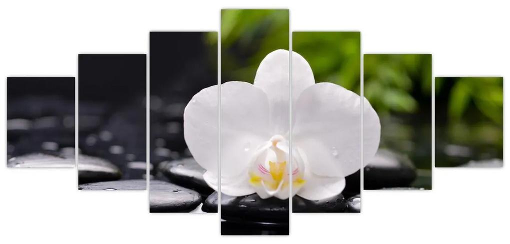 Fotka kvetu orchidey - obraz autá