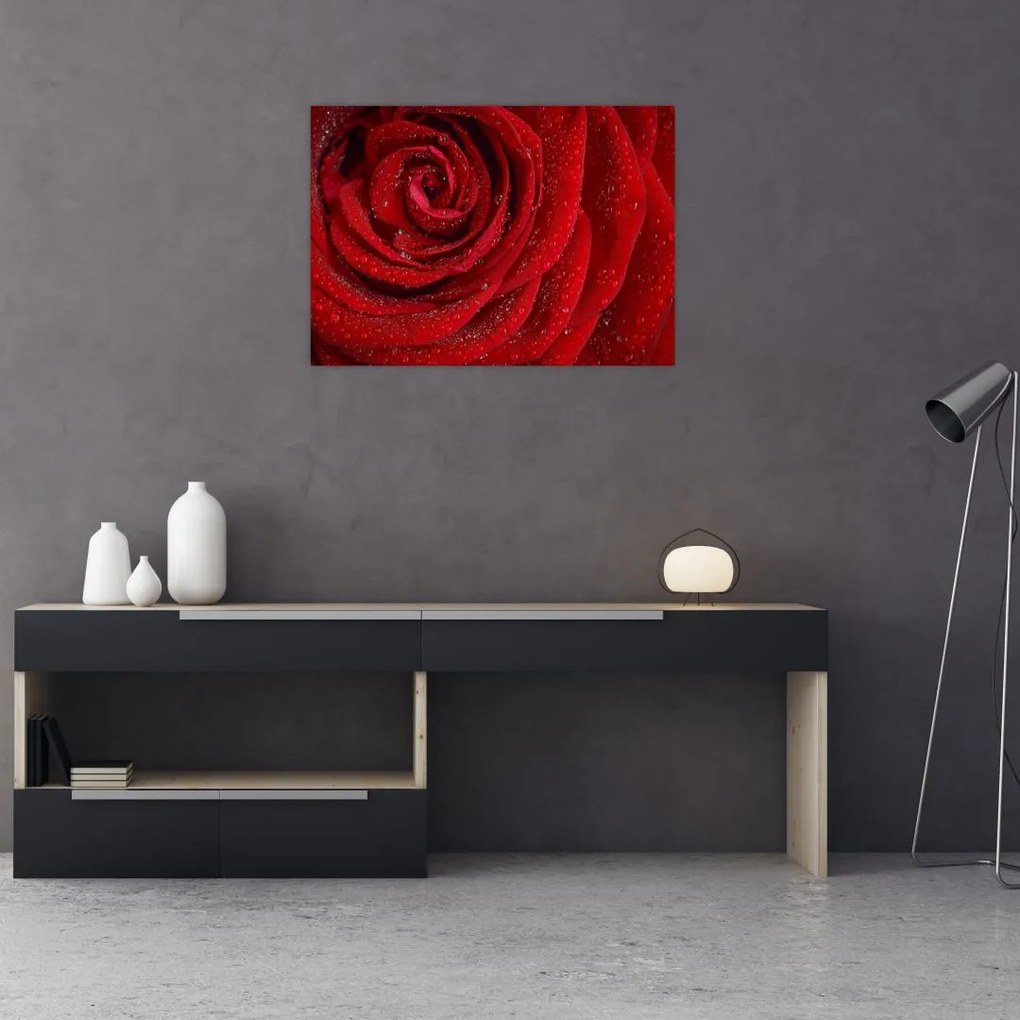 Sklenený obraz - detail ruže (70x50 cm)