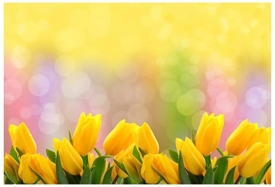 Fototapeta Vliesová Žlté tulipány 312x219 cm