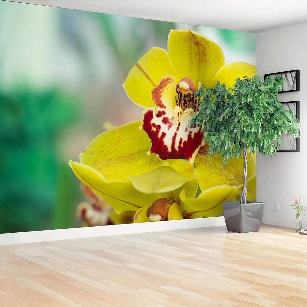 Fototapeta žltá orchidea