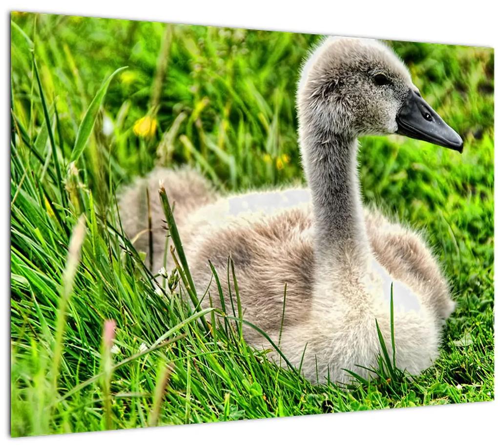 Obraz - malá labuť v tráve (70x50 cm)