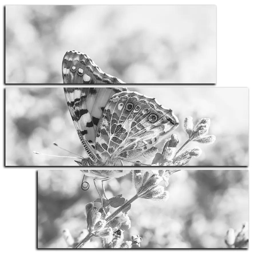Obraz na plátne - Motýľ na levanduľe - štvorec 3221QD (105x105 cm)