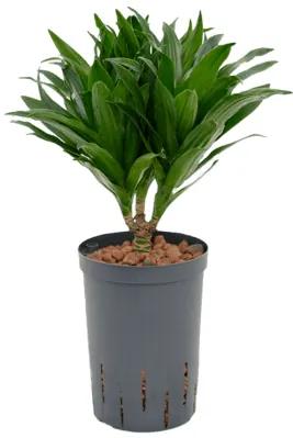 Dracaena fragrans compacta 15/19 výška 45 cm