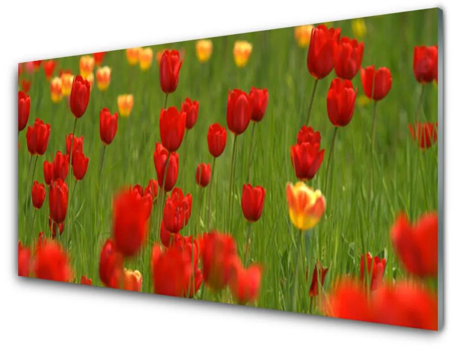 Obraz na skle Tulipány rastlina 140x70 cm