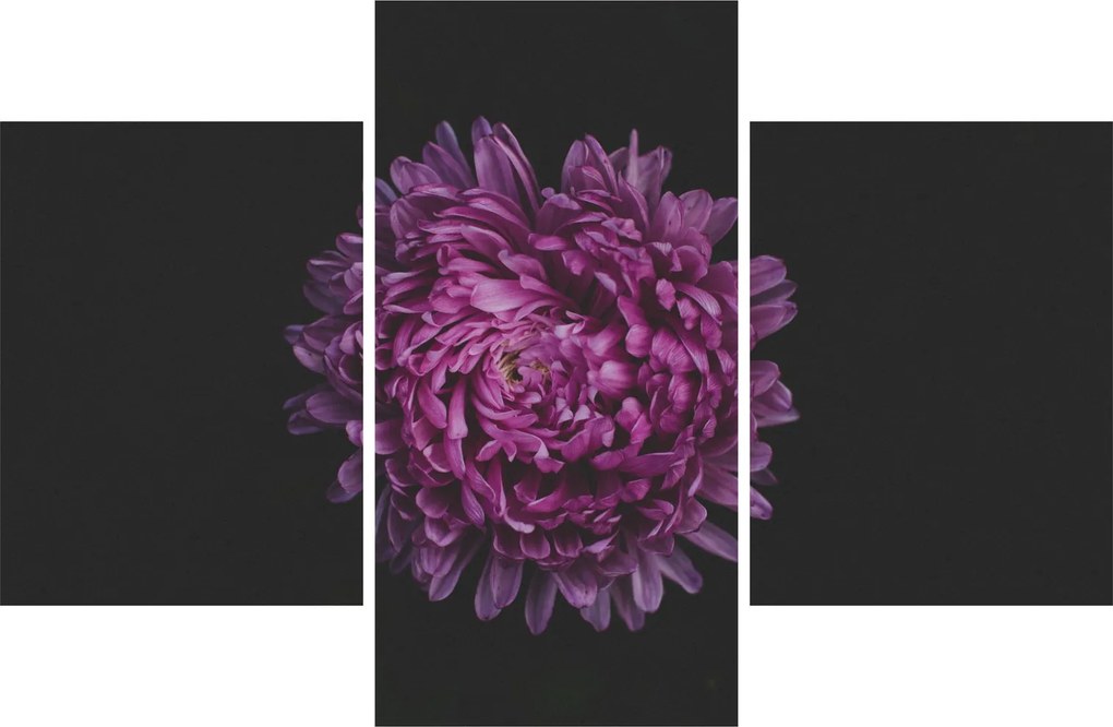 Obraz fialovej kvetiny (90x60 cm)