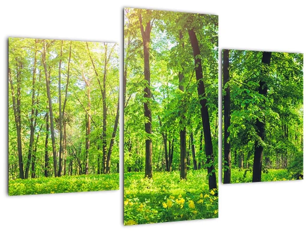 Obraz - Jarný listnatý les (90x60 cm)