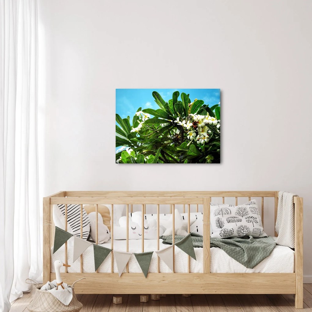 Obraz - Plumeria (70x50 cm)