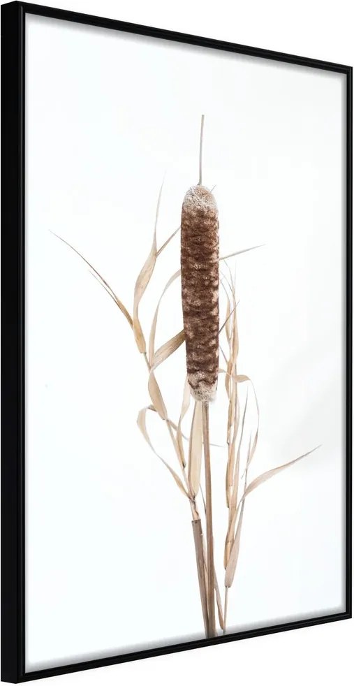 Plagát močiarna rastlina - Typha