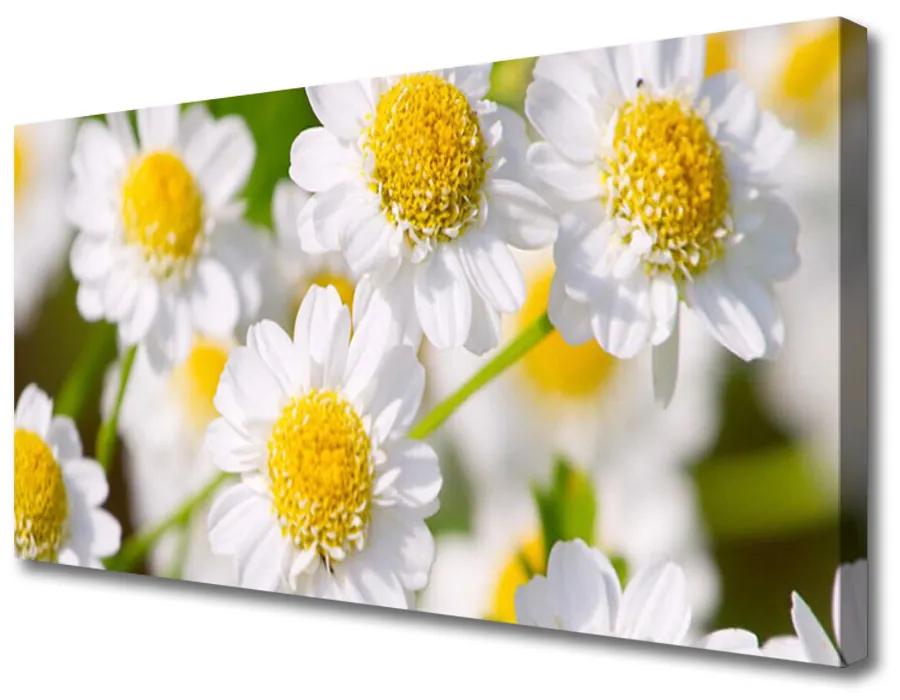 Obraz Canvas Kvety sedmokráska príroda 125x50 cm