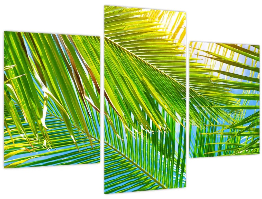 Obraz - Palmové listy (90x60 cm)